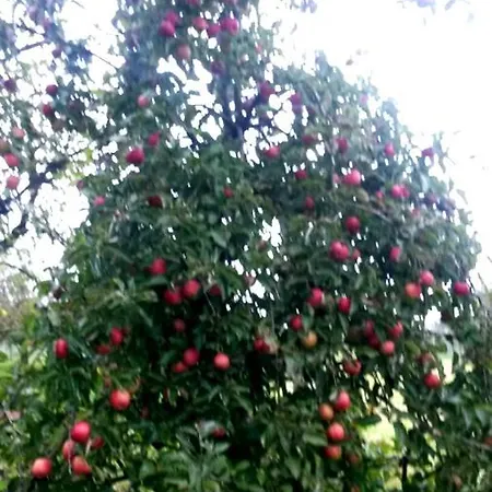 לינה וארוחת בוקר Aan De Limes In Maurik
