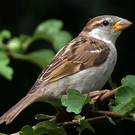 Aan De Limes In לינה וארוחת בוקר