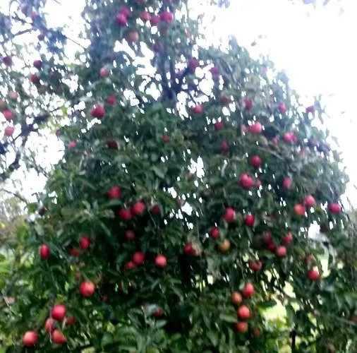 Oda ve Kahvaltı Aan De Limes In Maurik