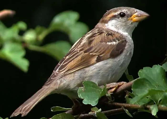 Aan De Limes In Oda ve Kahvaltı